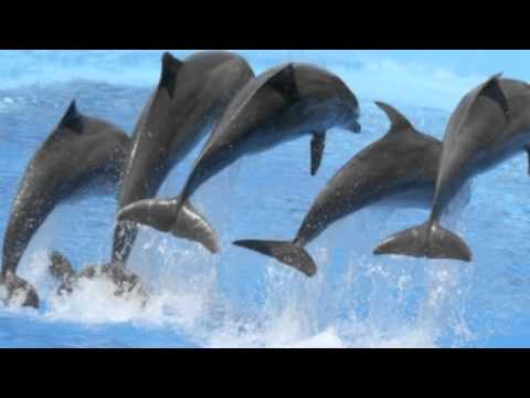 Sea and Dolphins Meditation CHRIS