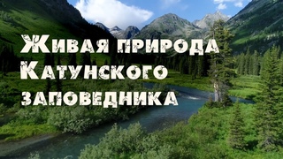 Алтай 2020 Заповедная Россия Катунский заповедник. Золотой корень. Хариус. Марал. Кабарга. Сибирь.