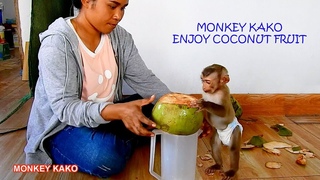 Mom Break Coconut Fruit For Baby Monkey KAKO Eat And Drink