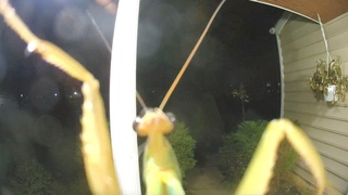 Curious Praying Mantis Peeps Into Doorbell Camera