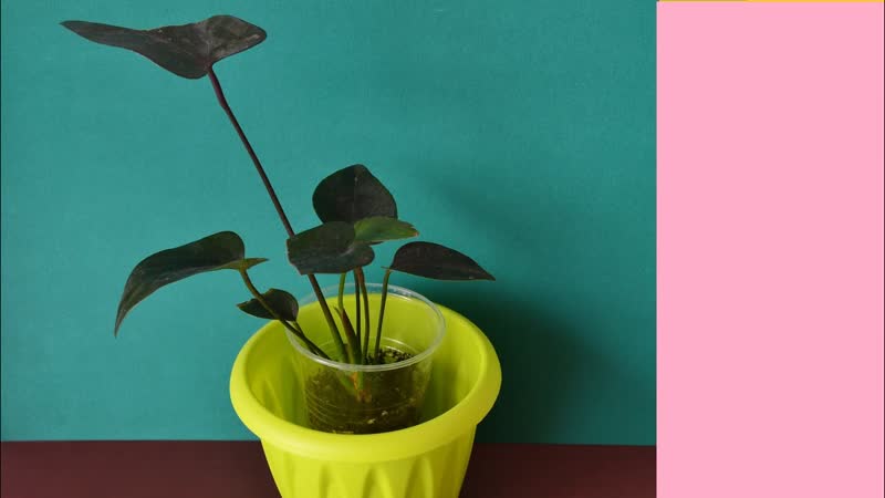 Пересадка антуриума в домашних условиях. Как сделать грунт