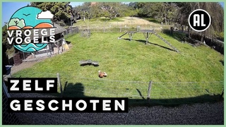 Boerderijdieren redden kip van havik | Zelf Geschoten | Vroege Vogels