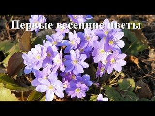 Первый весенний цветок - печеночница благородная