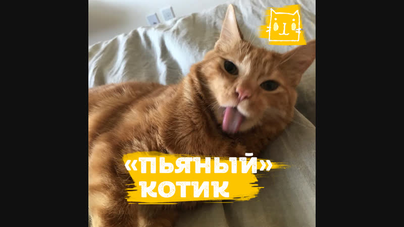 Кот с пьяной