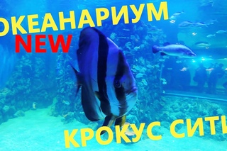 Океанариум Крокус Сити Москва ОТКРЫТИЕ - обзорное видео от POPOZAK