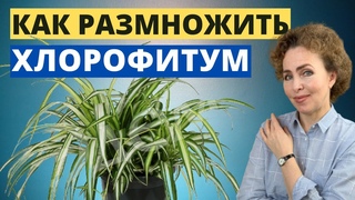 ХЛОРОФИТУМ размножение. ХЛОРОФИТУМ пересадка.