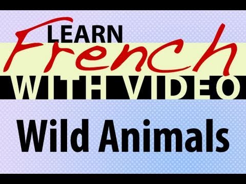 Learn French with Videos Wild
