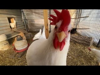 Monday Morning Snacks at the Chicken Coop