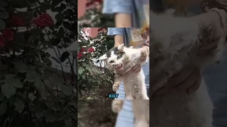 Попытались помочь агрессивному коту