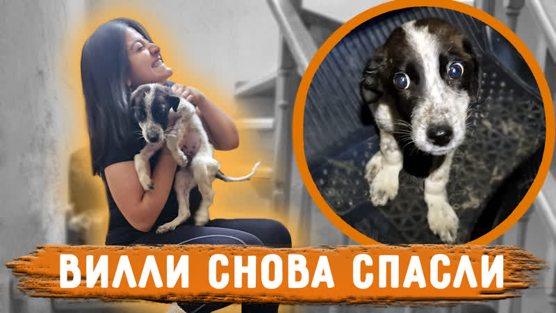Вилли наконец то выписали со стационара. Нукер каждый день