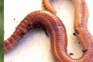 Lombriz Roja Californiana   Anatomia y fisiologa