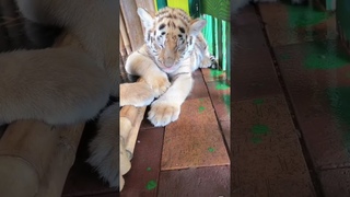 🐯🐯🐯  WOW!!! adorable baby #tigercub #tiger #kitten #foryou #fpy #cute #kitty  #zoo #adorable