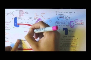 DNA replication