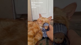 Кот Яша и собака Винни знакомятся с детьми. #деревня #cat #смешно #кот #собака #куклы