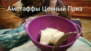 Tcenniy Prize Amstaff /Амстаффы Ценный Приз