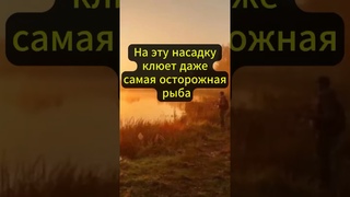 НА ЭТУ НАСАДКУ КЛЮЕТ ДАЖЕ САМАЯ ОСТОРОЖНАЯ РЫБА #рыбалка #карась #поплавок #рыболовная