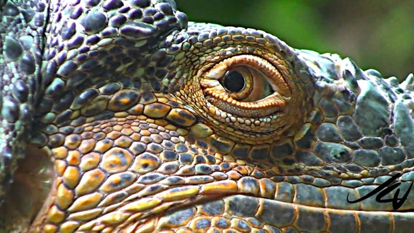 Sony 1080i HD close ups Macros Nature