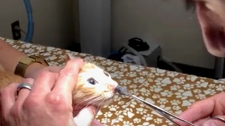 Der Tierarzt steckt die Pinzette ins Nasenloch der Katze. Was er herauszieht, berrascht sogar ihn!