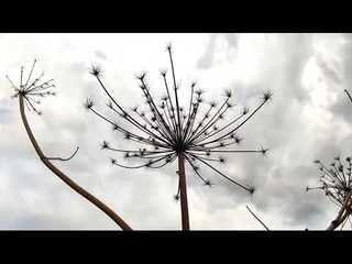 Сентиментальные Идиоты - Борщевик