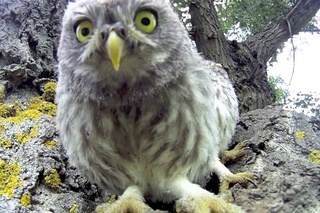 GoPro HD: Chouette Chevêche - Baby Owl