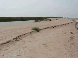 Заповедный пляж в Седово на Кривой косе