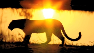 Wychazel - The Heart of Africa - Drums in the Forest