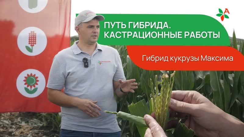 ВАЖНЕЙШИЙ ЭТАП ПРОИЗВОДСТВА ГИБРИДНЫХ СЕМЯН КУКУРУЗЫ НА
