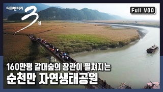 [다큐3일★풀버전] 우리나라의 대표적인 생태 관광지! 사람과 자연이 만나는 곳!! “가을, 갈대숲에서 생긴 일 - 순천만자연생태공원“ (KBS 20151108 방송)