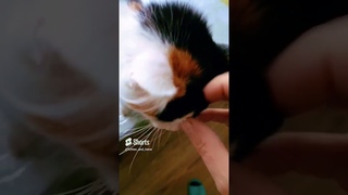 Unintentional ACMR. Cat Purring. Funny, cute  scratching video