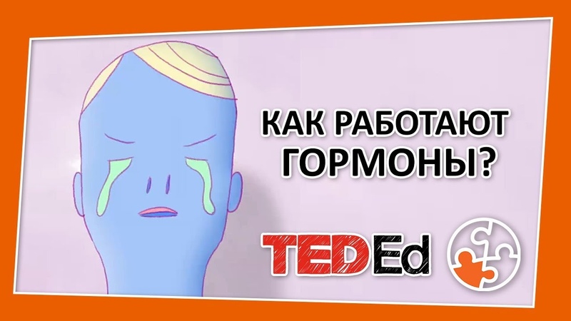 Как работают гормоны TED Ed на