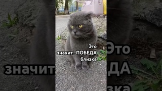 Побед вам дорогие на вашем пути!!! #cat # цитата #кот