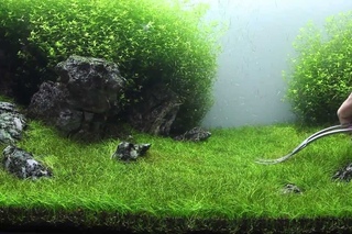 Green&Grey Aquarium - Day 98 - sp. mini trimming