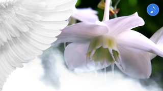 Eucharis / Эухарис (Амазонская Лилия)