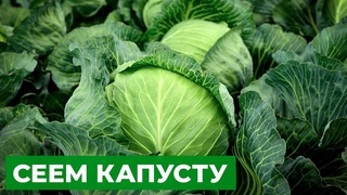 СЕЕМ КАПУСТУ СРАЗУ В ОТКРЫТЫЙ ГРУНТ | Заморозки - не помеха для растений