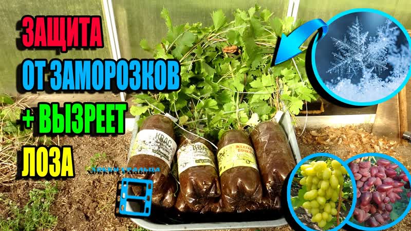 КАК СПАСТИ САЖЕНЦЫ ВИНОГРАДА ОТ ПЕРВЫХ ЗАМОРОЗКОВ, ЧТОБЫ
