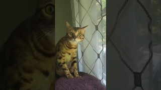 Cat Sees Bear For the First Time || ViralHog