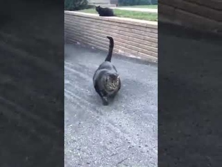 🔆 протеин и кот прикол. смех до слёз 😂 #приколы #shorts  #прикол