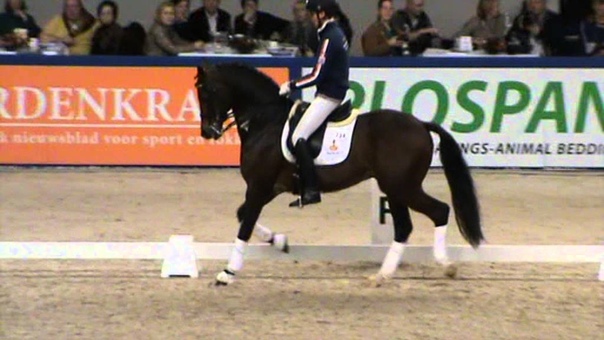 Uhill under Diederik van Silfhout at KWPN Stallion selection