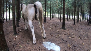 a piss in the woods