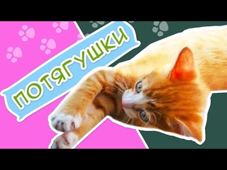 Потягушки - ЭЙ, ЖЕЛТЫЙ - 004 - фильм про котика, все серии подряд.
