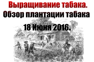 Выращивание табака. Обзор плантации табака 18 Июня 2016.