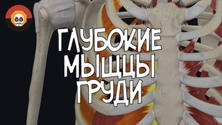 Глубокие мышцы груди 3D Анатомия