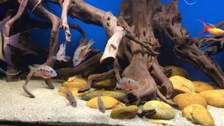 500 LITER TANK - ALTUM AND ELLIOTI CICHLID -