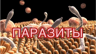 Паразиты . Как с ними бороться