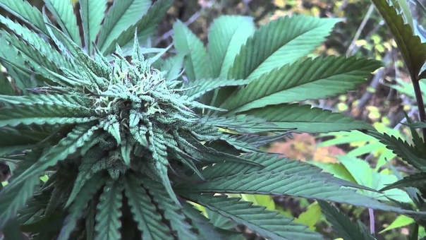 Outdoor Grow Sept 27 2012, Part