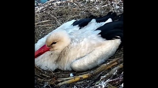 Брестские аисты. Свободу аистёнку! Сво-бо-дууу!Brest storks. Free the stork!  @dialogioprirode