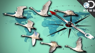 How Do Animals Find Their Way Home Without GPS