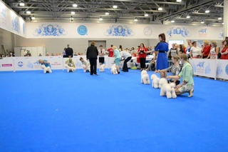 WDS-2016, Bichon Frise, champion class (females). Part 3.