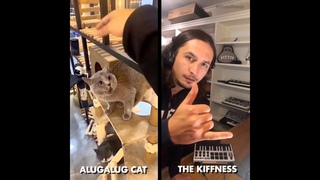 Alugalug Cat X The Kiffness (Soulful Singing Cat Live Looping Remix)