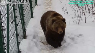 Медведь Мансур - Mansur the Bear (Игра игрой,а обед по расписанию!!)